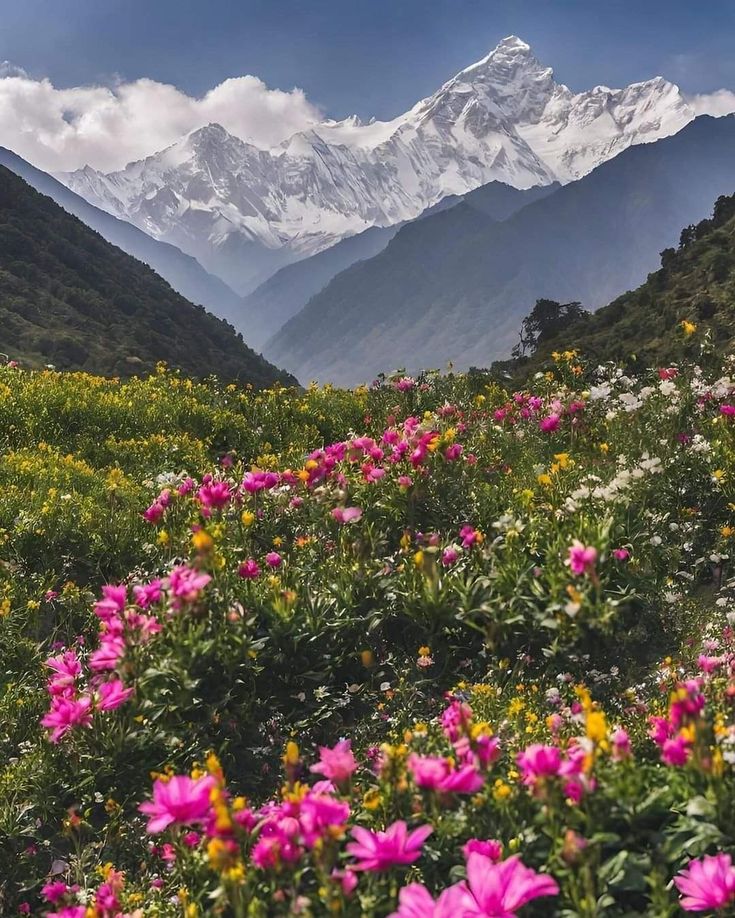 Nanda Devi and Valley of Flowers National Park