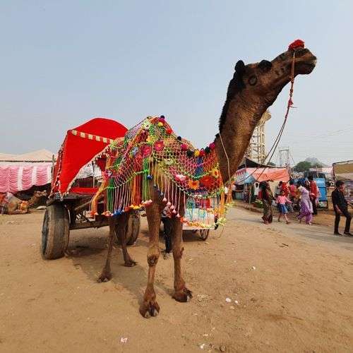 Pushkar Camel Fair 2025 Dates