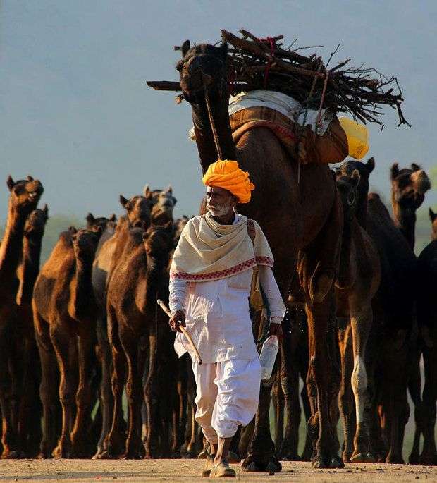 Pushkar Camel Fair 2025 Dates